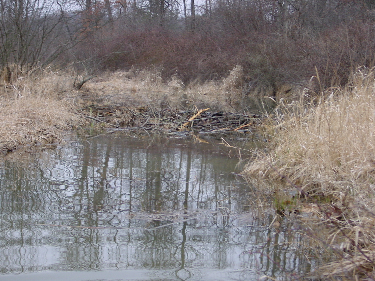 Field photo showing stream conditions at site TOWN-201-R-2002-2