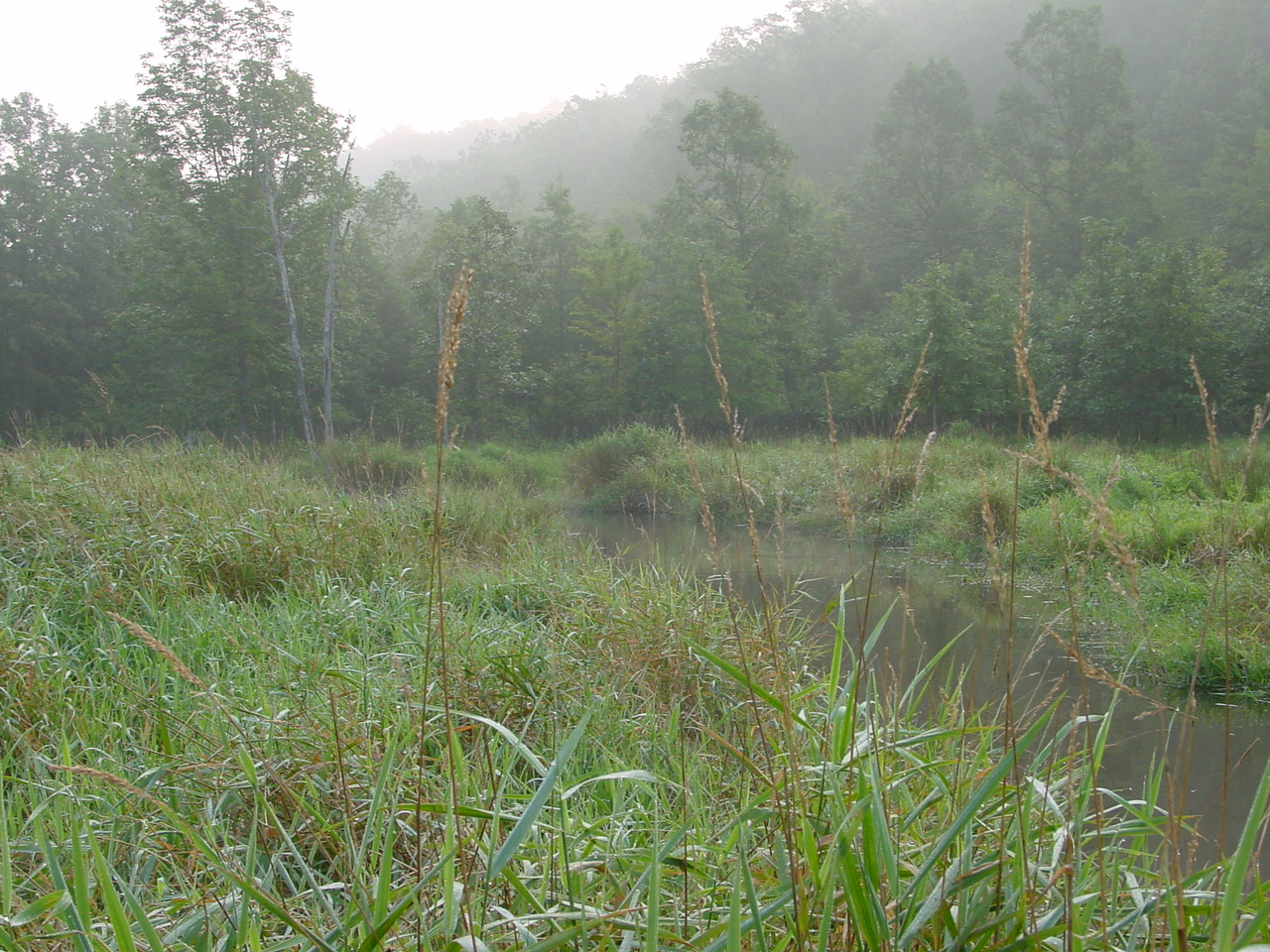 Field photo showing stream conditions at site TOWN-201-R-2002-4