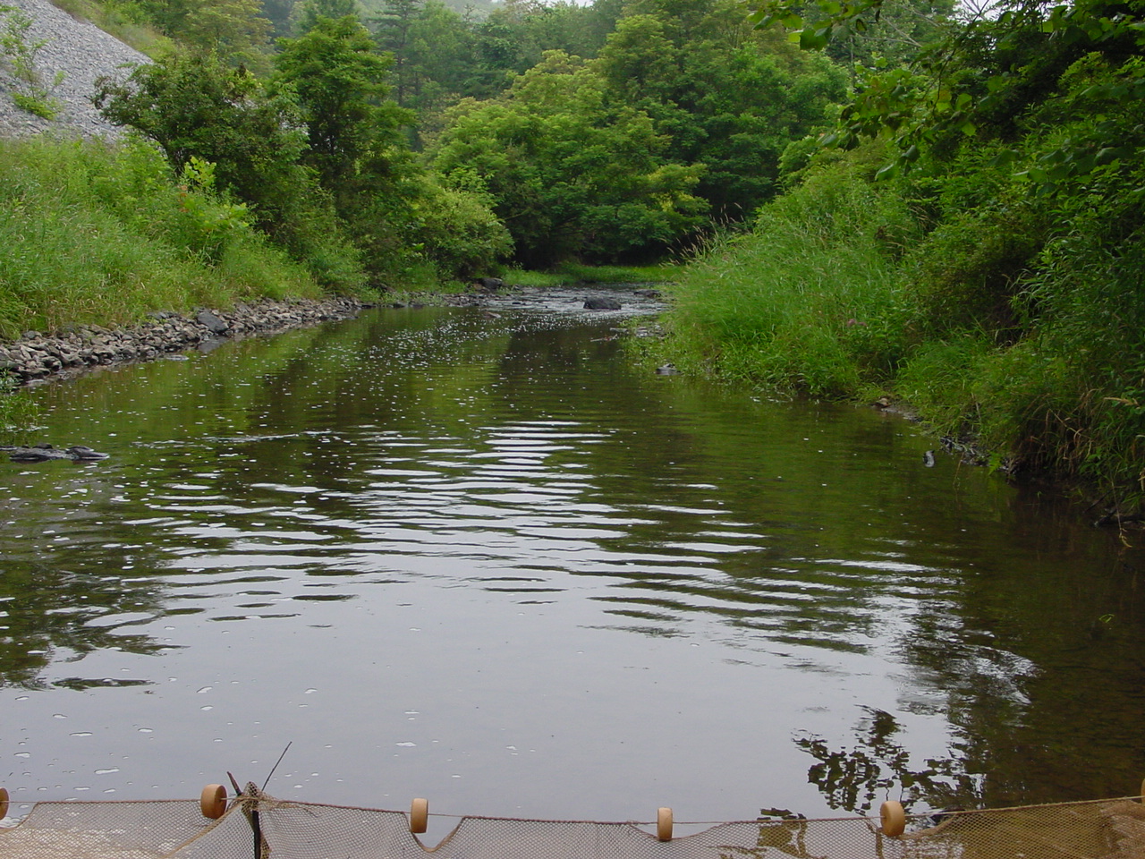 Field photo showing stream conditions at site TOWN-419-R-2002-4