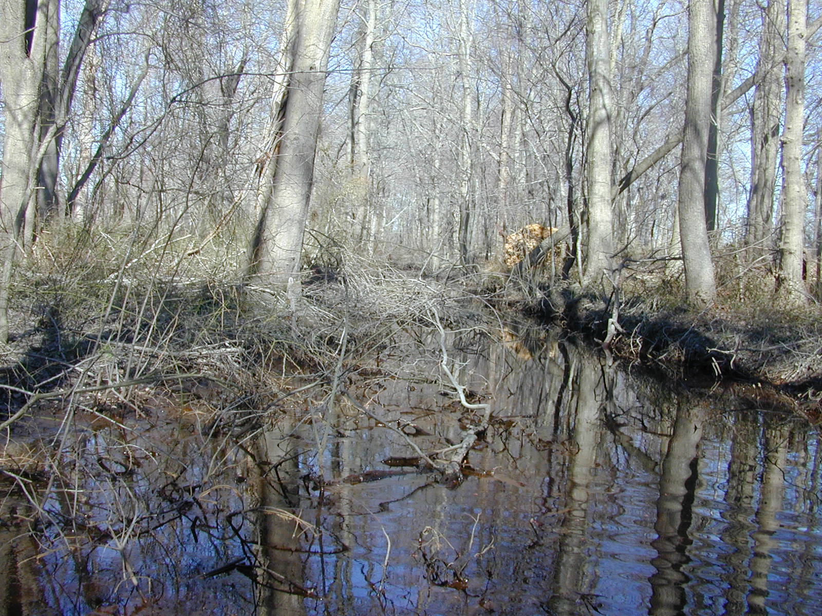 Field photo showing stream conditions at site TRAN-106-R-2004-2