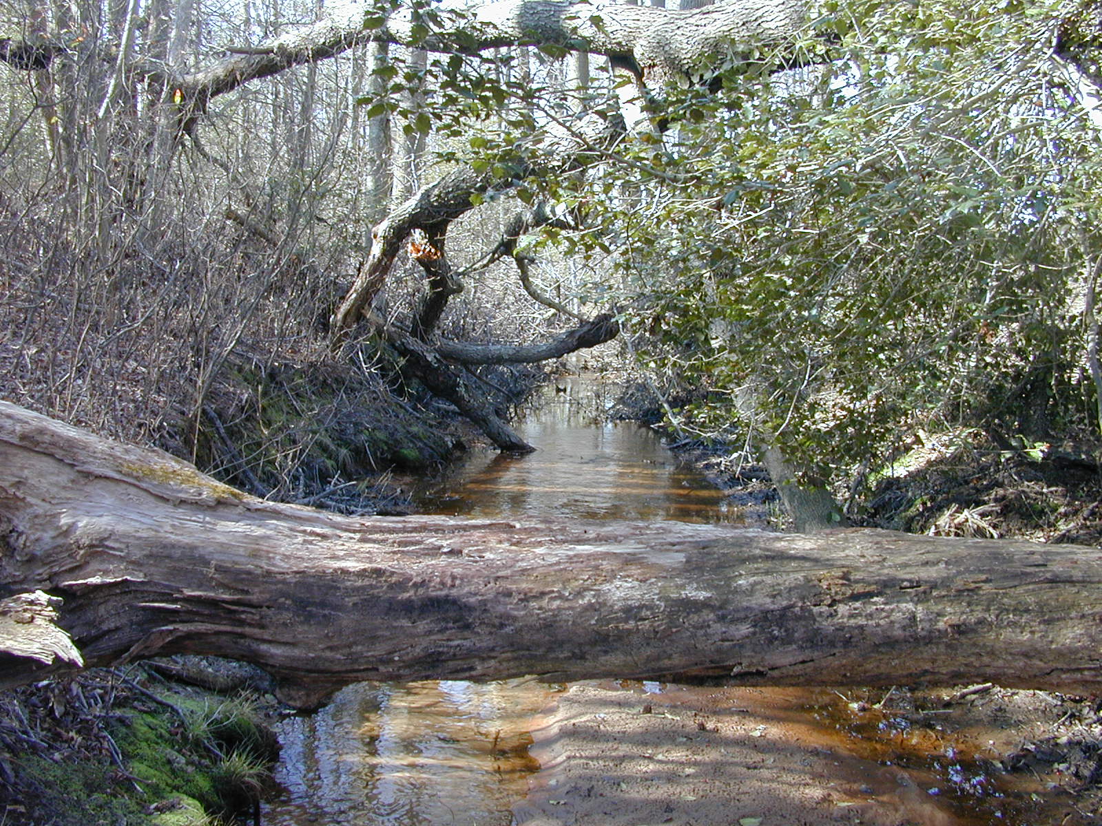 Field photo showing stream conditions at site TRAN-108-R-2004-1