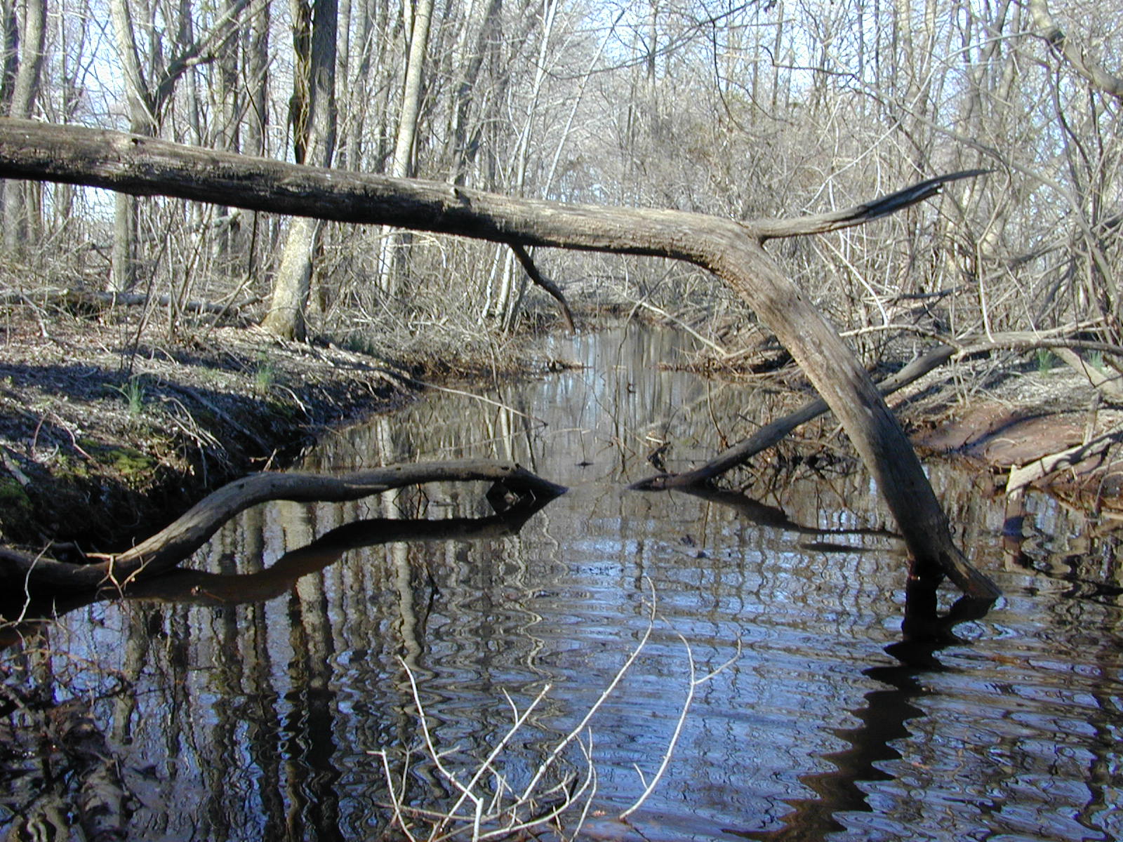 Field photo showing stream conditions at site TRAN-112-R-2004-2