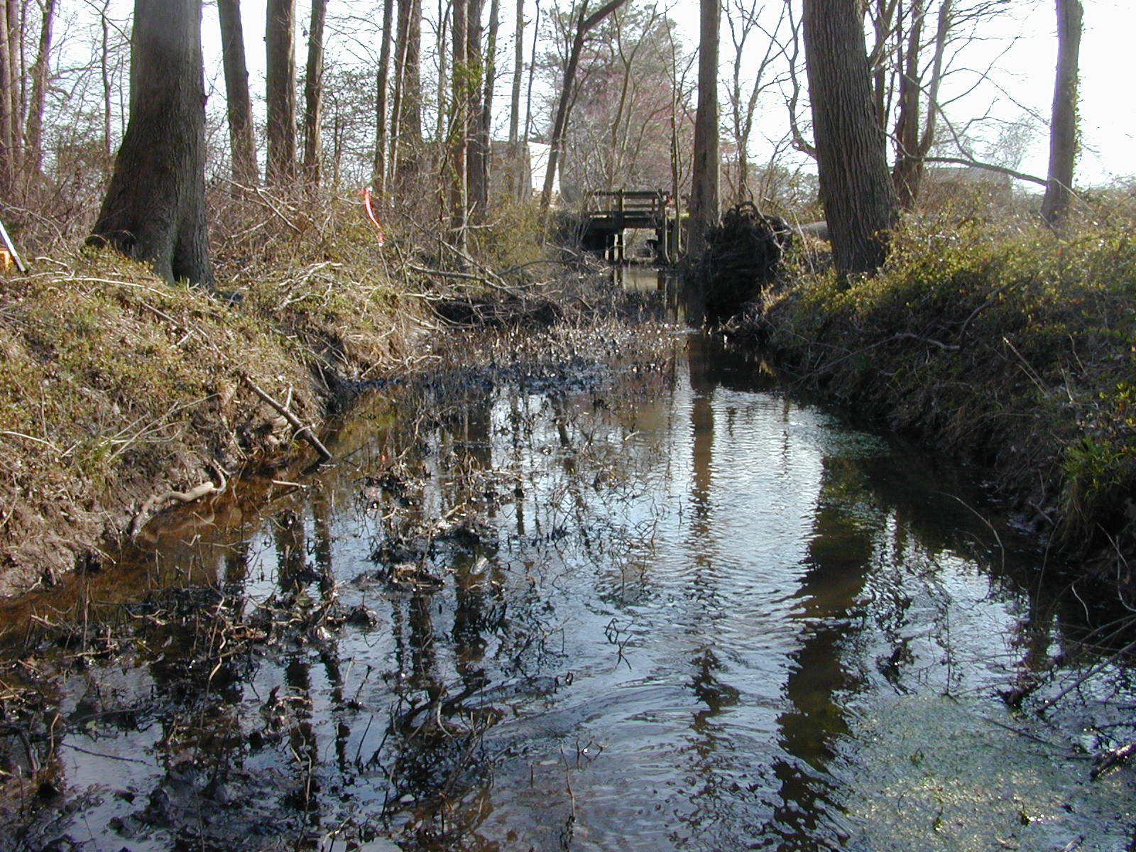 Field photo showing stream conditions at site TRAN-117-R-2004-1