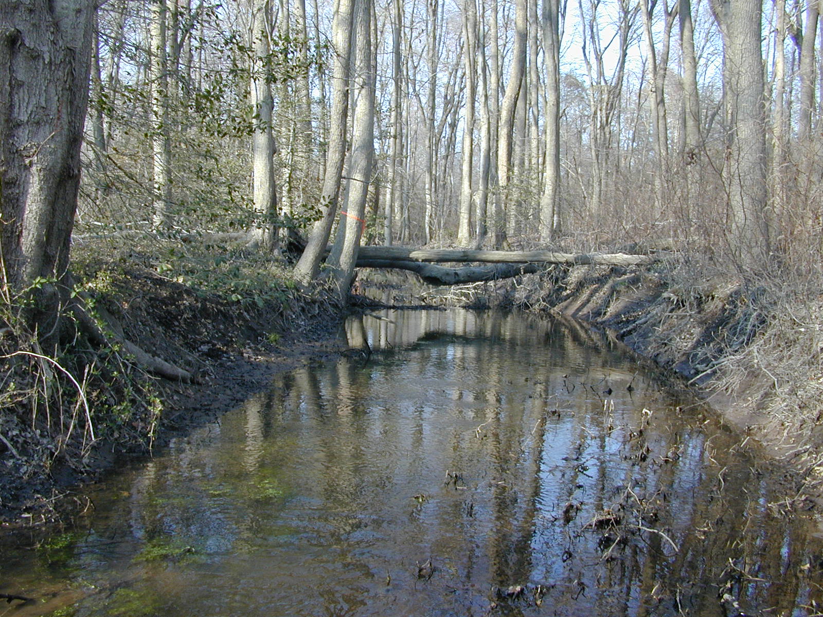 Field photo showing stream conditions at site TRAN-117-R-2004-2