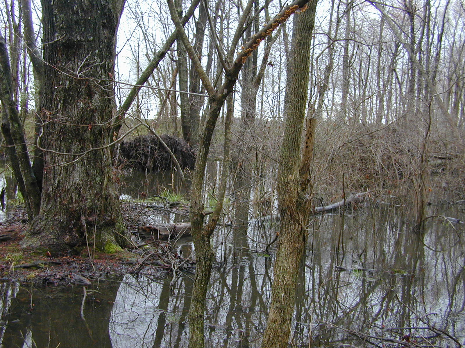 Field photo showing stream conditions at site TRAN-137-R-2004-1