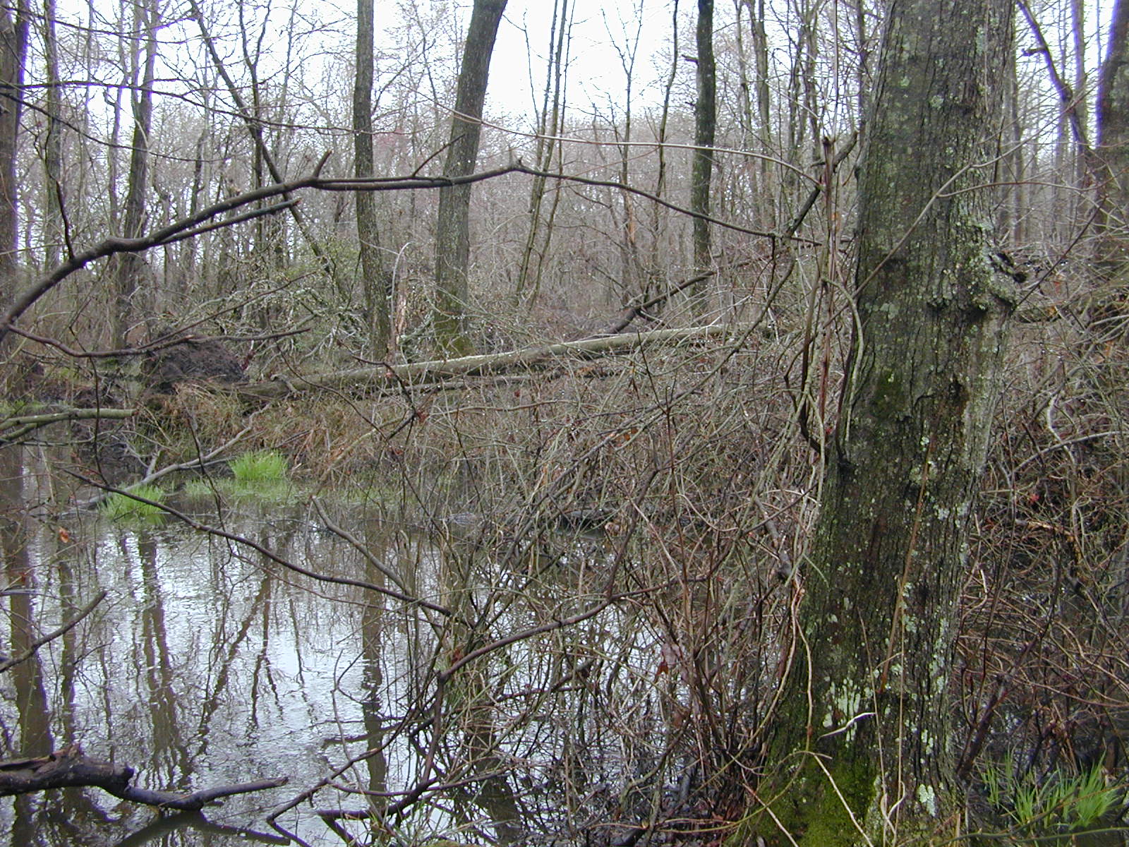 Field photo showing stream conditions at site TRAN-137-R-2004-2