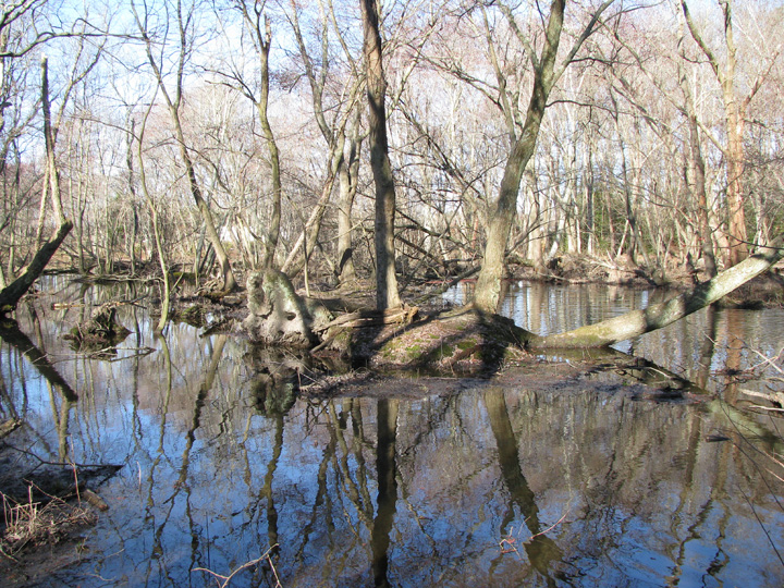 Field photo showing stream conditions at site TRAN-208-R-2009-1