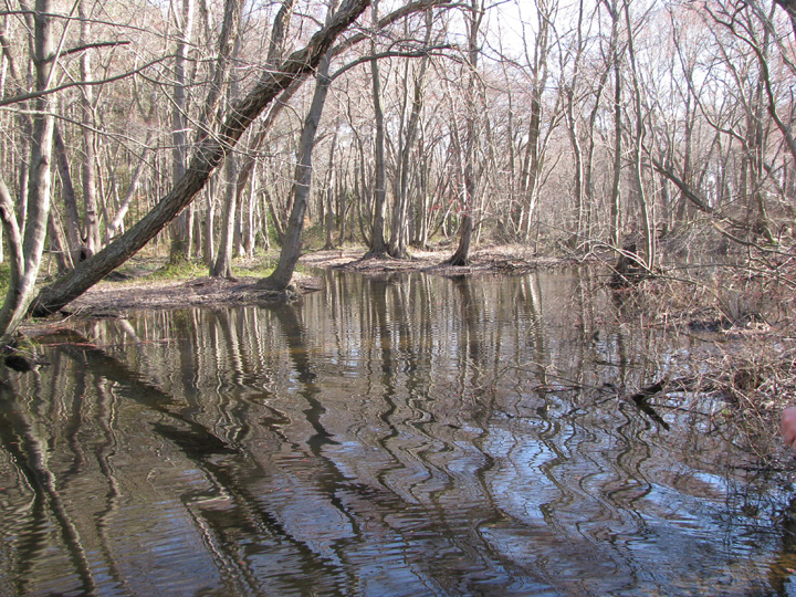Field photo showing stream conditions at site TRAN-208-R-2009-2