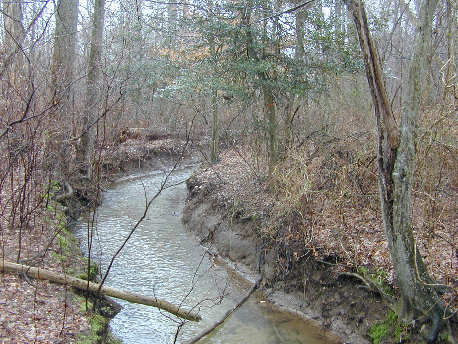 Field photo showing stream conditions at site TUCK-101-R-2003-0949