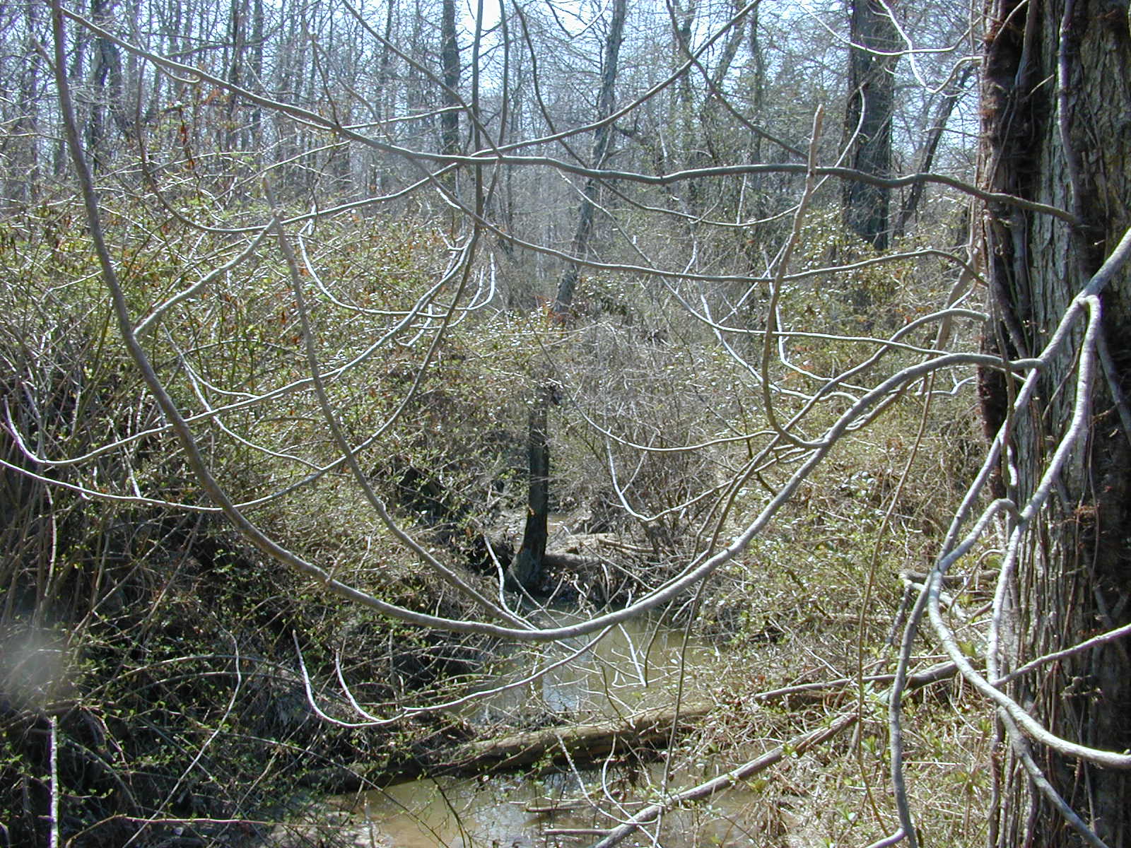 Field photo showing stream conditions at site TUCK-111-R-2003-0941