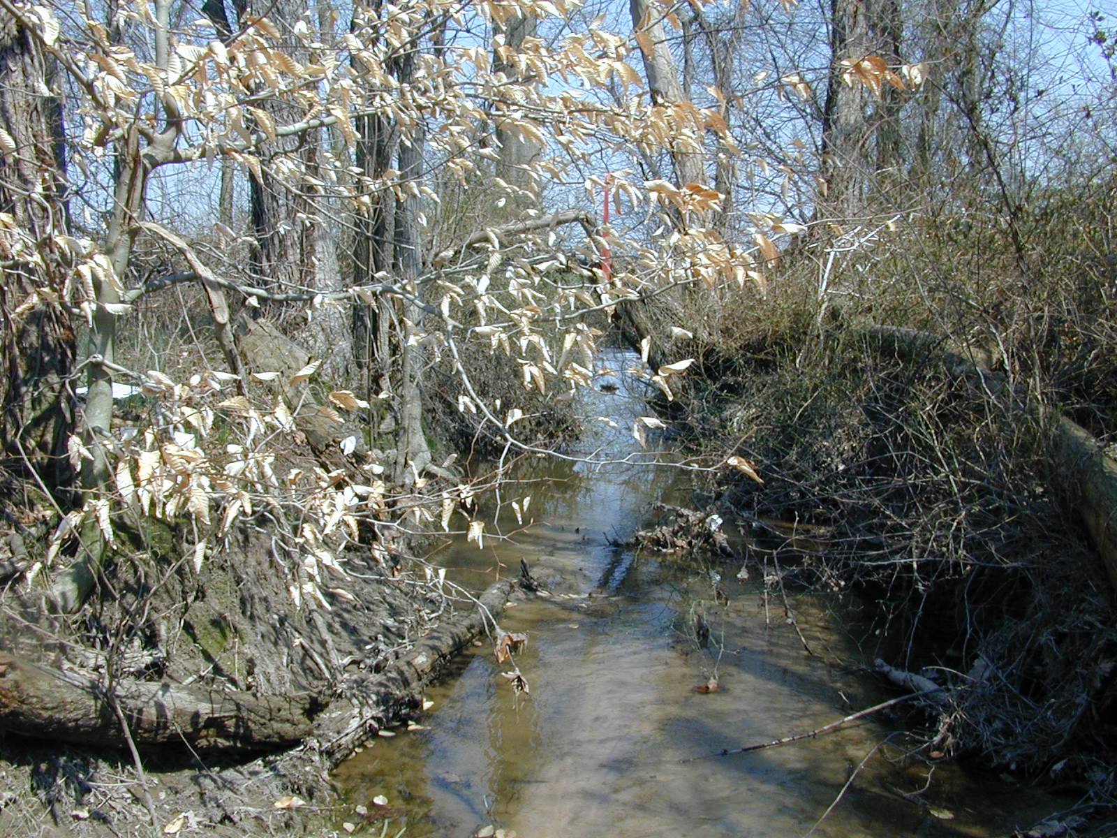 Field photo showing stream conditions at site TUCK-111-R-2003-0942