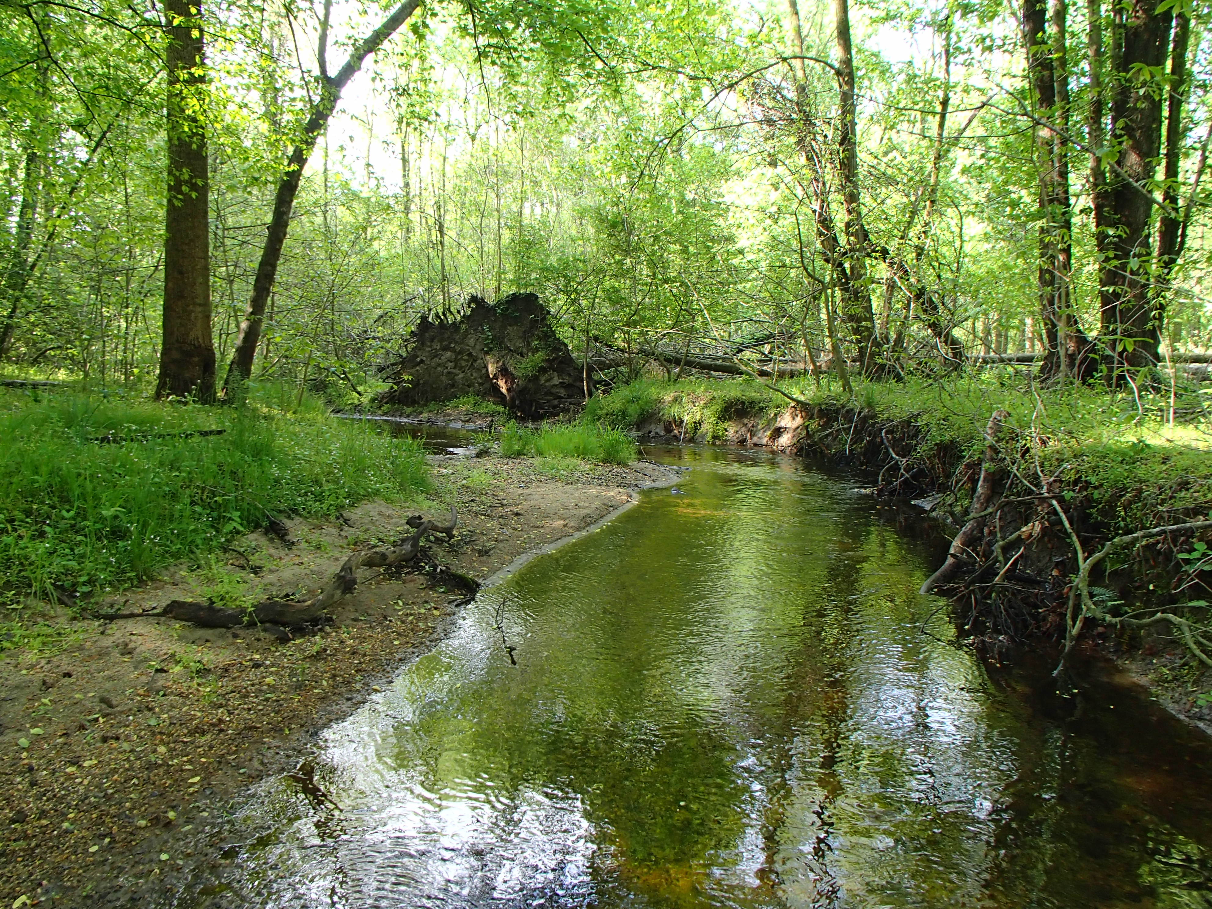 Field photo showing stream conditions at site TUCK-203-R-2017-MidpointLookingUpstream
