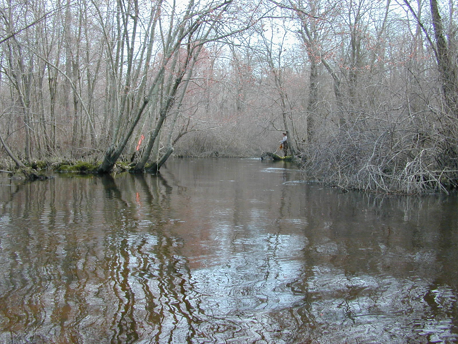 Field photo showing stream conditions at site TUCK-318-R-2003-0940