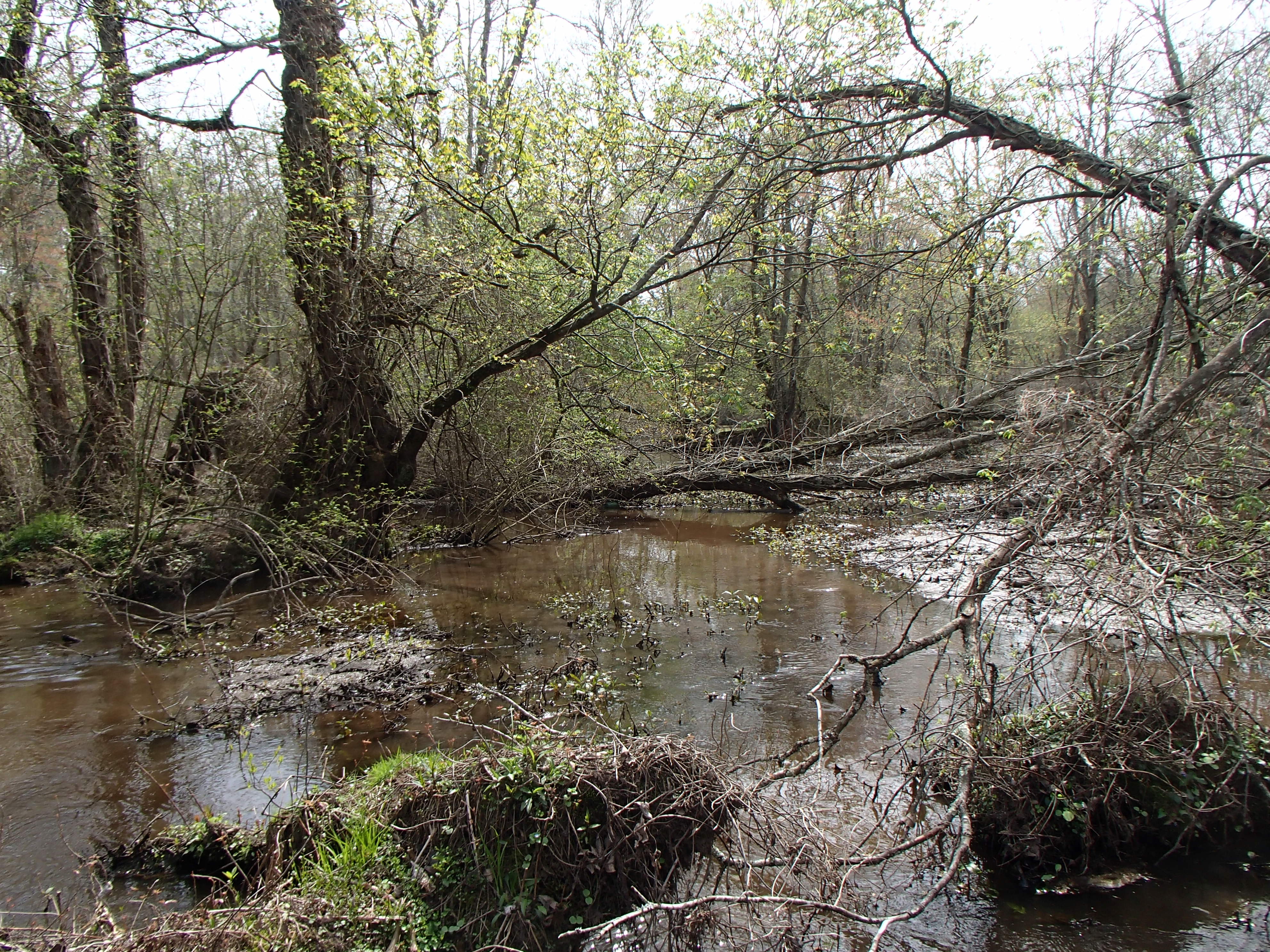 Field photo showing stream conditions at site TUCK-318-R-2017-MidpointLookingDownstream