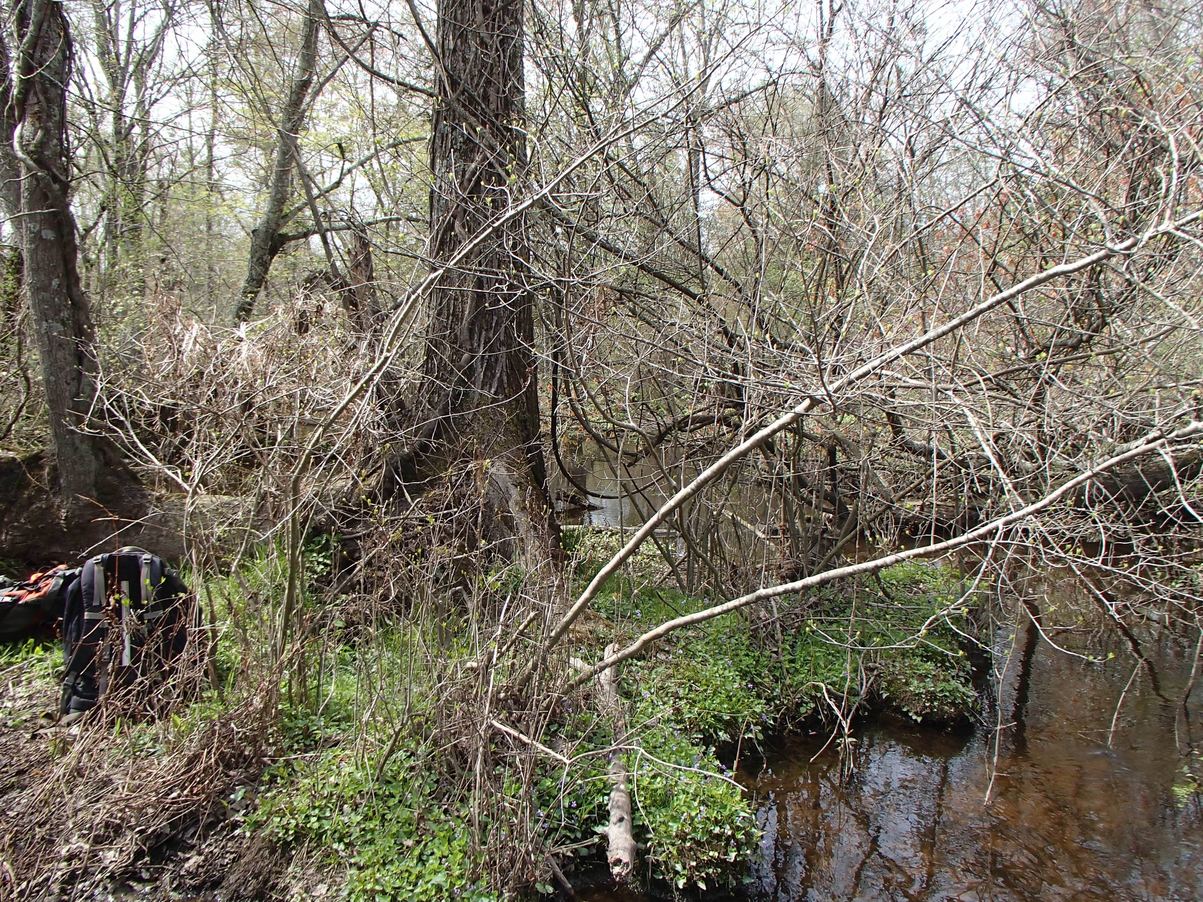 Field photo showing stream conditions at site TUCK-318-R-2017-MidpointLookingLeft