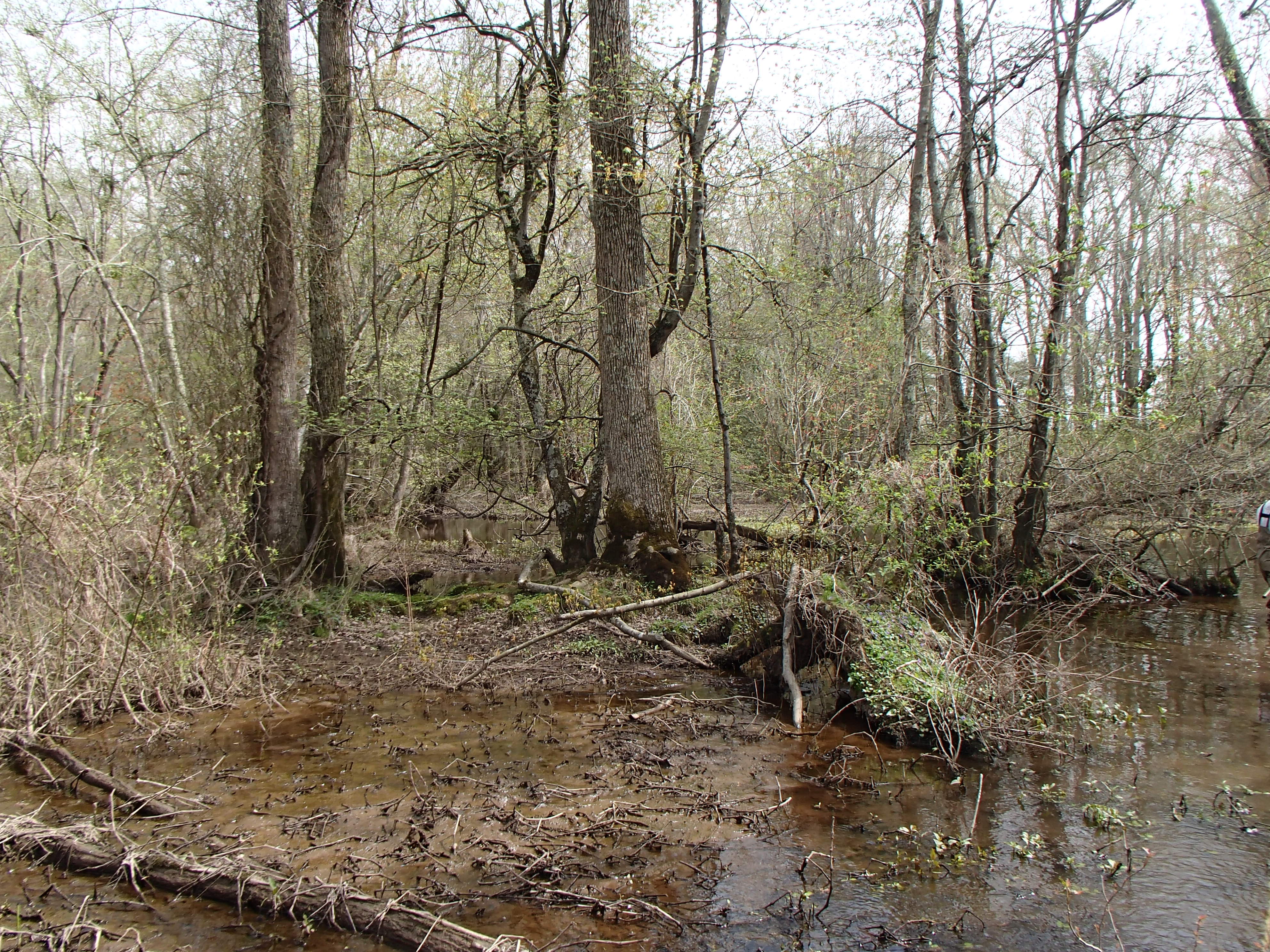 Field photo showing stream conditions at site TUCK-318-R-2017-MidpointLookingRight