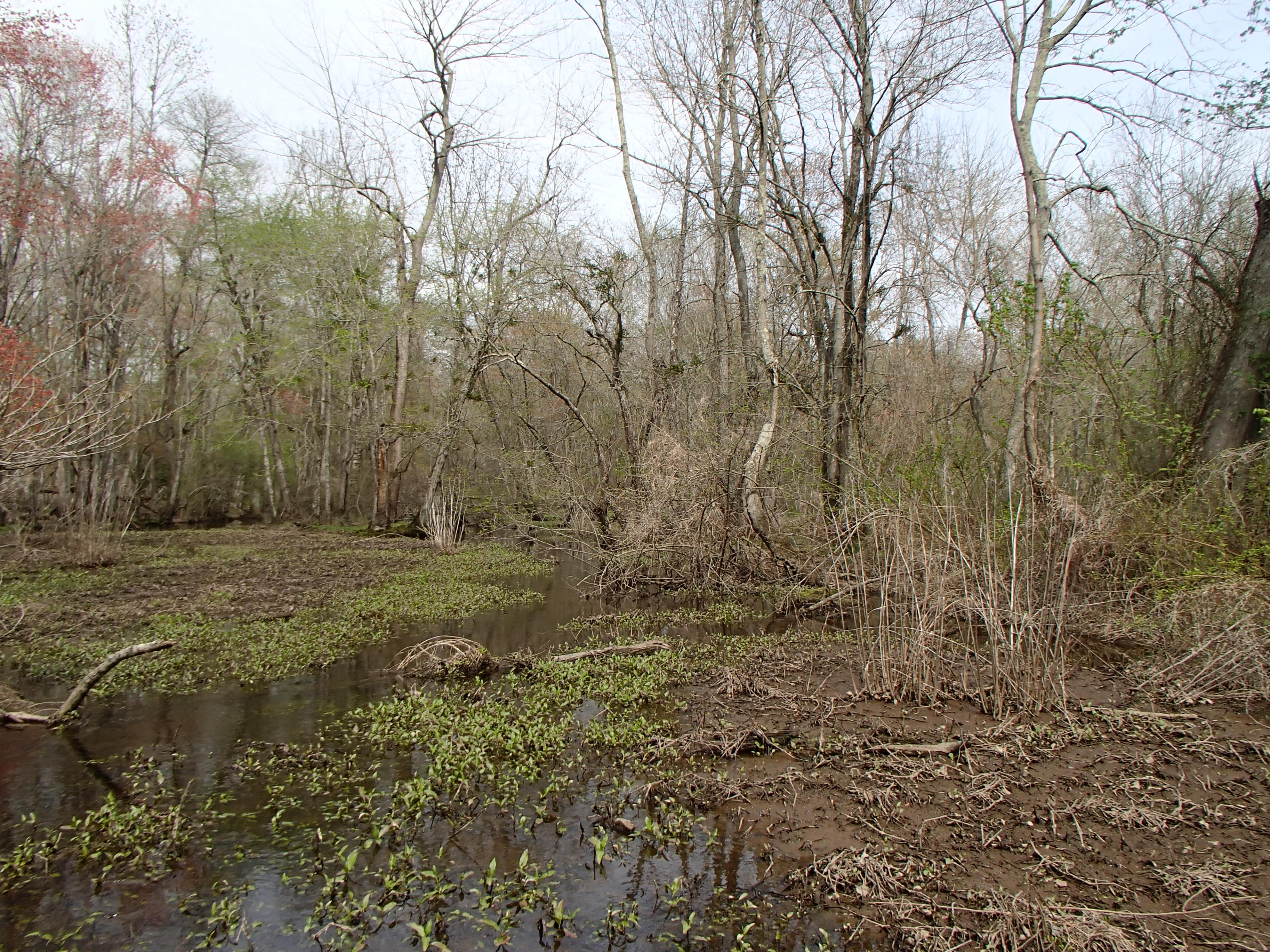 Field photo showing stream conditions at site TUCK-318-R-2017-MidpointLookingUpstream