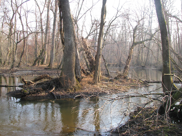 Field photo showing stream conditions at site TUCK-450-H-2012-MidpointPupstream