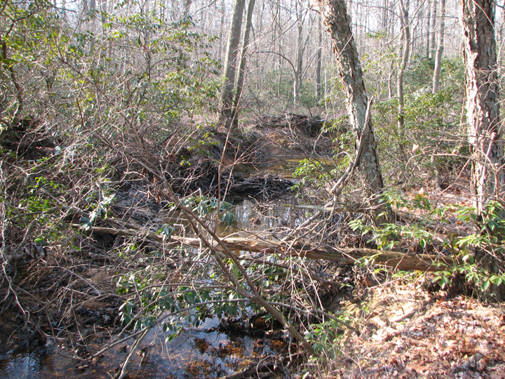 Field photo showing stream conditions at site UELK-101-R-2008-1