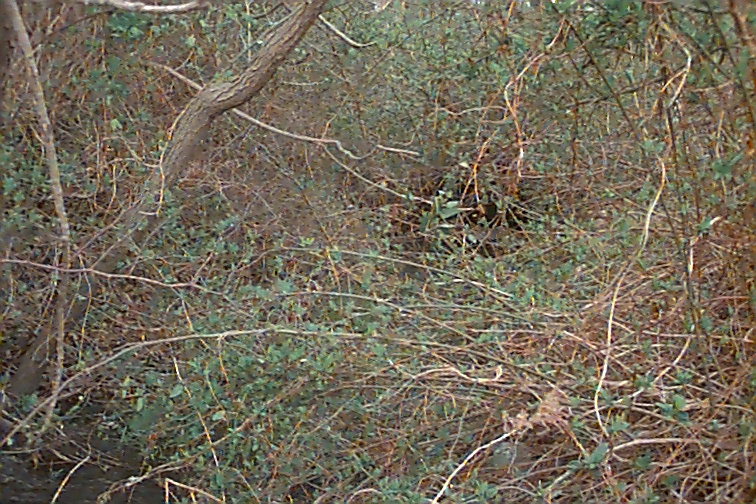 Field photo showing stream conditions at site UMON-101-R-2000-01