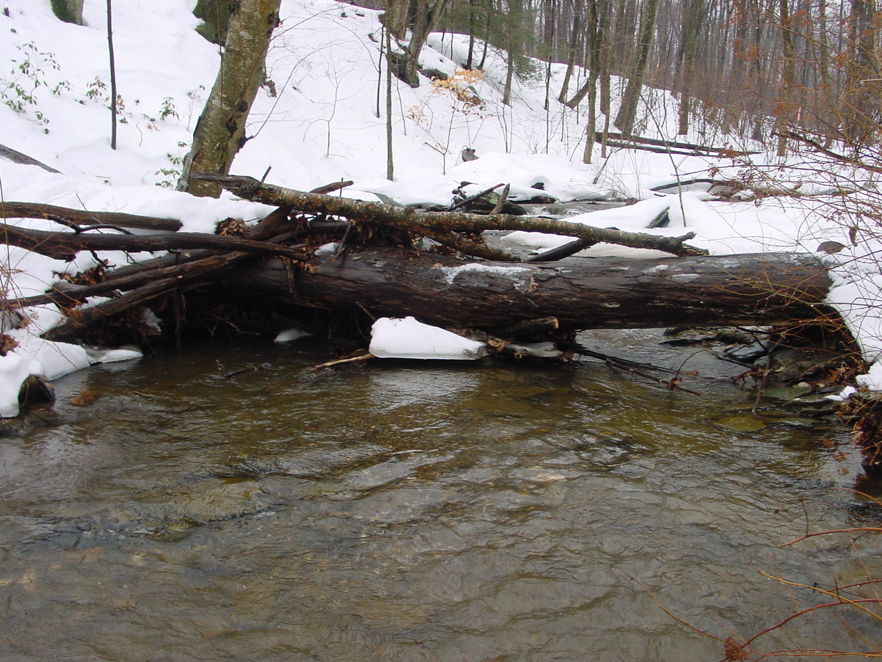 Field photo showing stream conditions at site UMON-119-S-2003-1