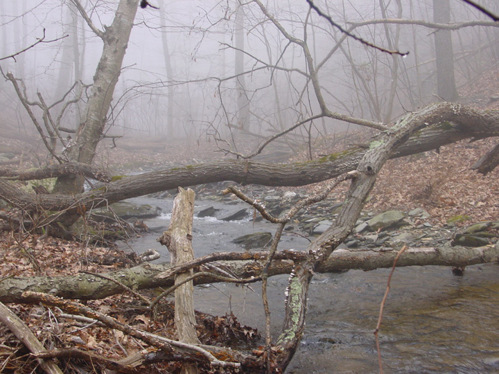 Field photo showing stream conditions at site UMON-119-S-2007-2