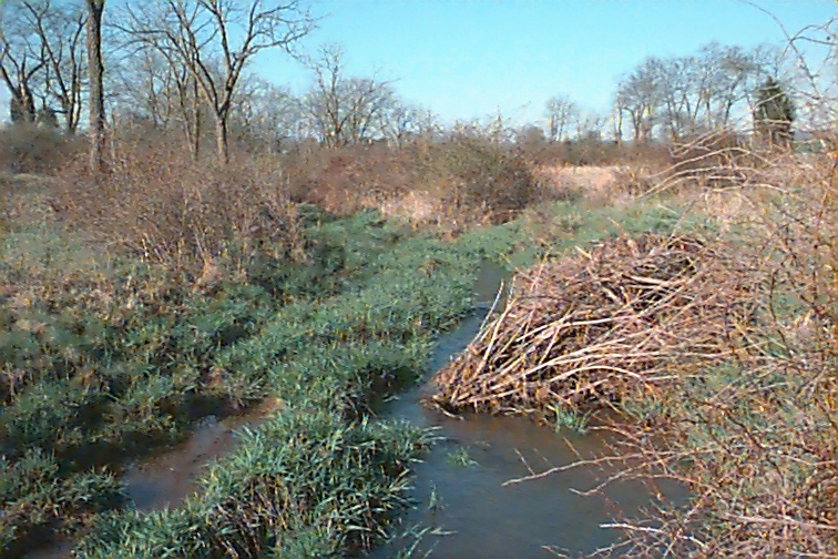 Field photo showing stream conditions at site UMON-131-R-2000-02