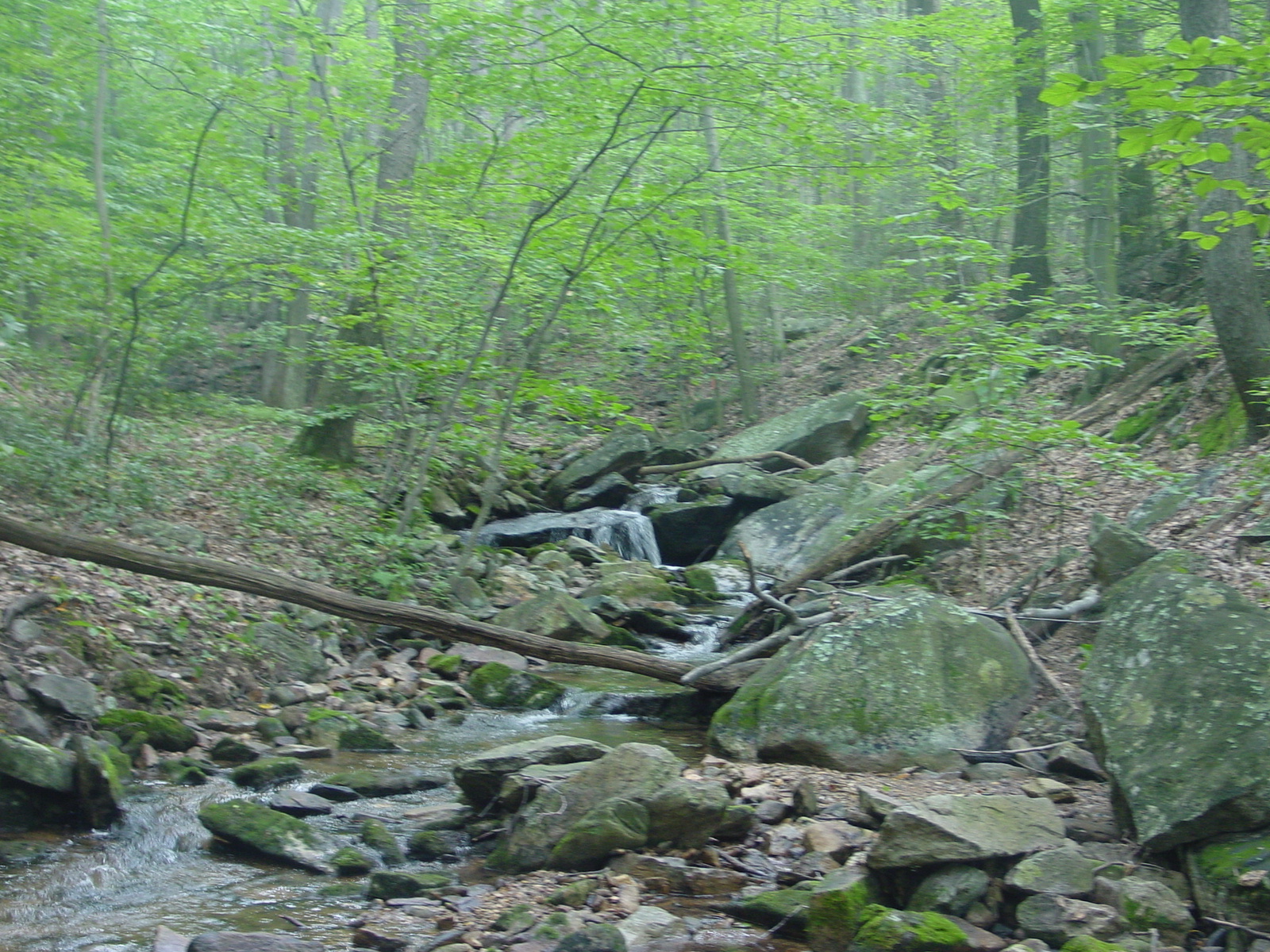 Field photo showing stream conditions at site UMON-288-S-2003-3