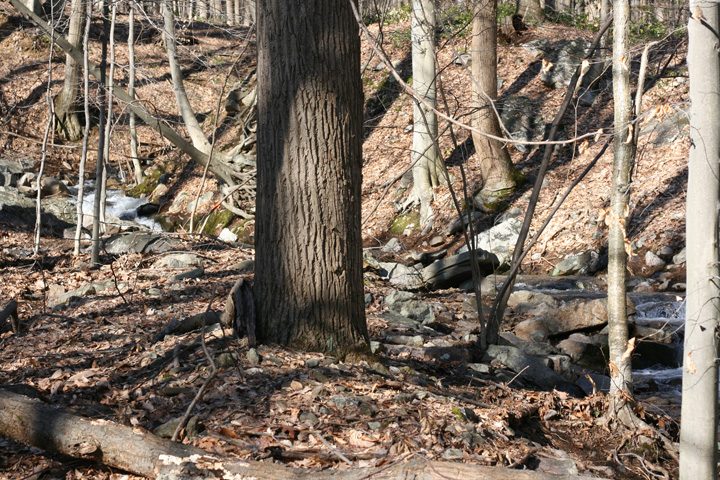 Field photo showing stream conditions at site UMON-288-S-2010-1