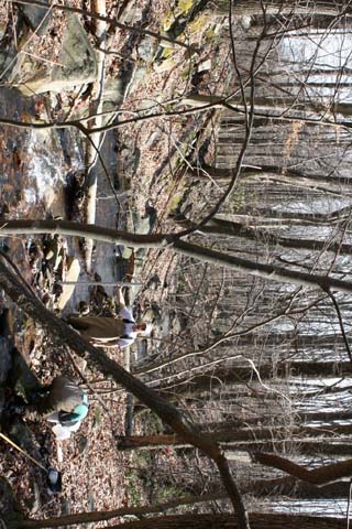 Field photo showing stream conditions at site UMON-288-S-2012_Mid-pointDownstream