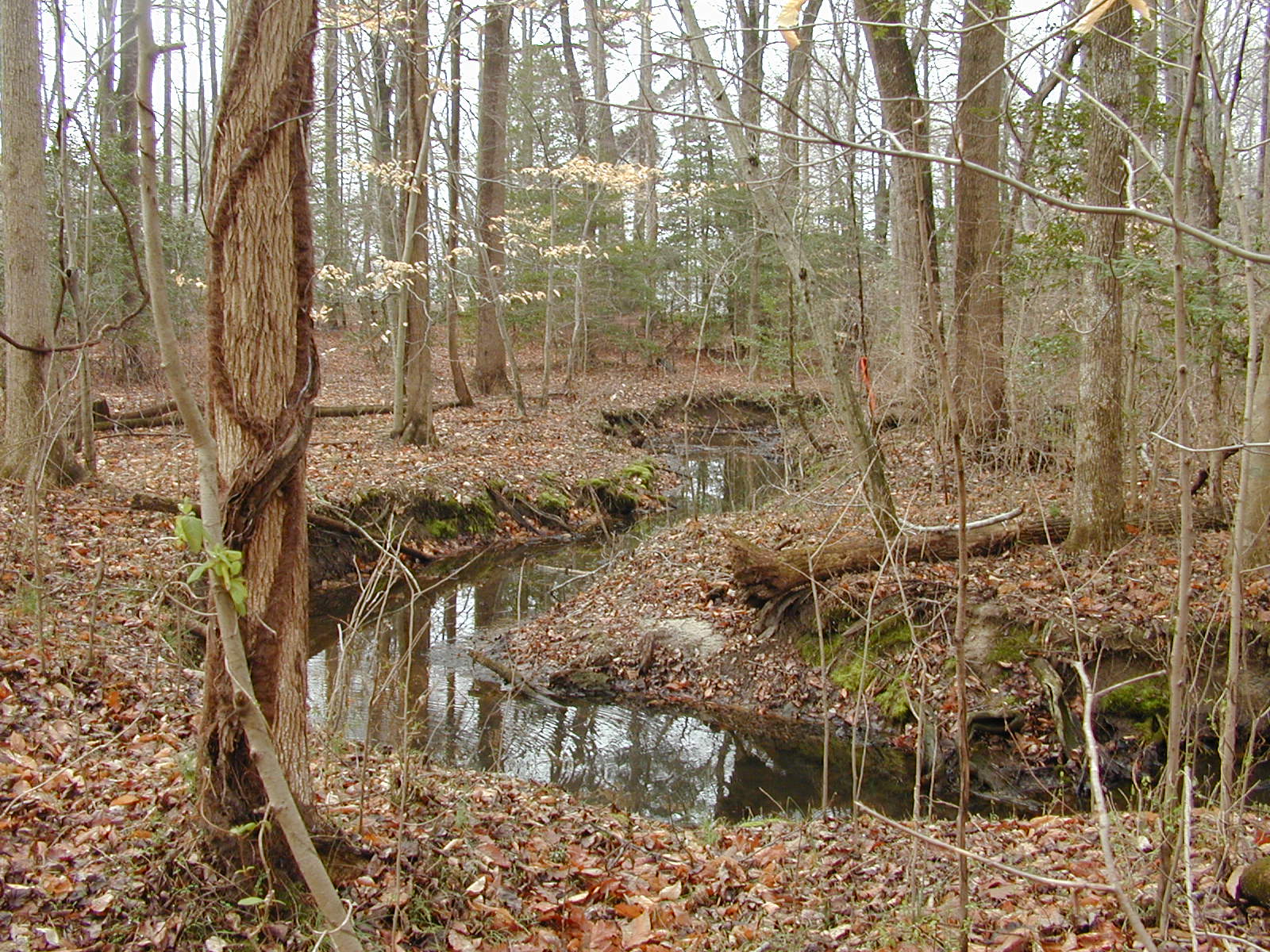 Field photo showing stream conditions at site UPCK-113-S-2002-1