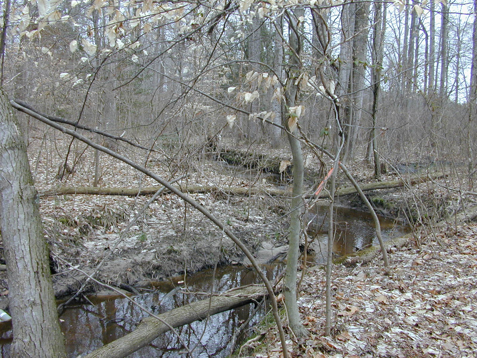 Field photo showing stream conditions at site UPCK-113-S-2003-0890