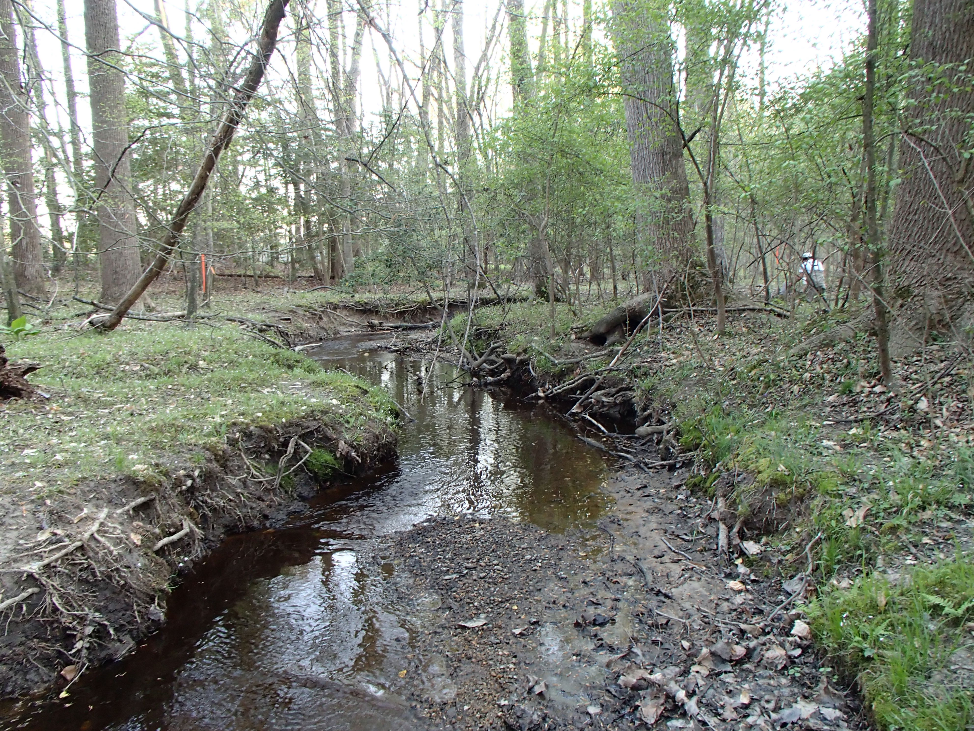 Field photo showing stream conditions at site UPCK-113-S-2017-MidpointLookingUpstream