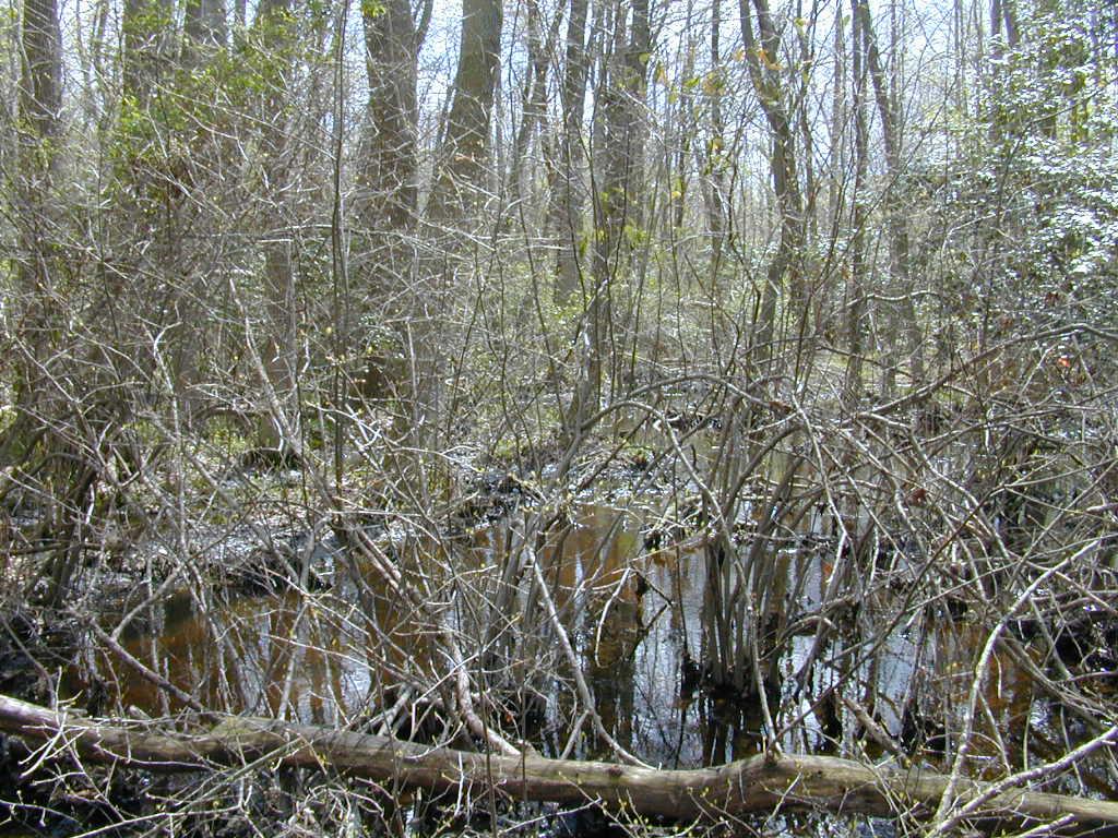Field photo showing stream conditions at site UPCK-122-R-2000-02
