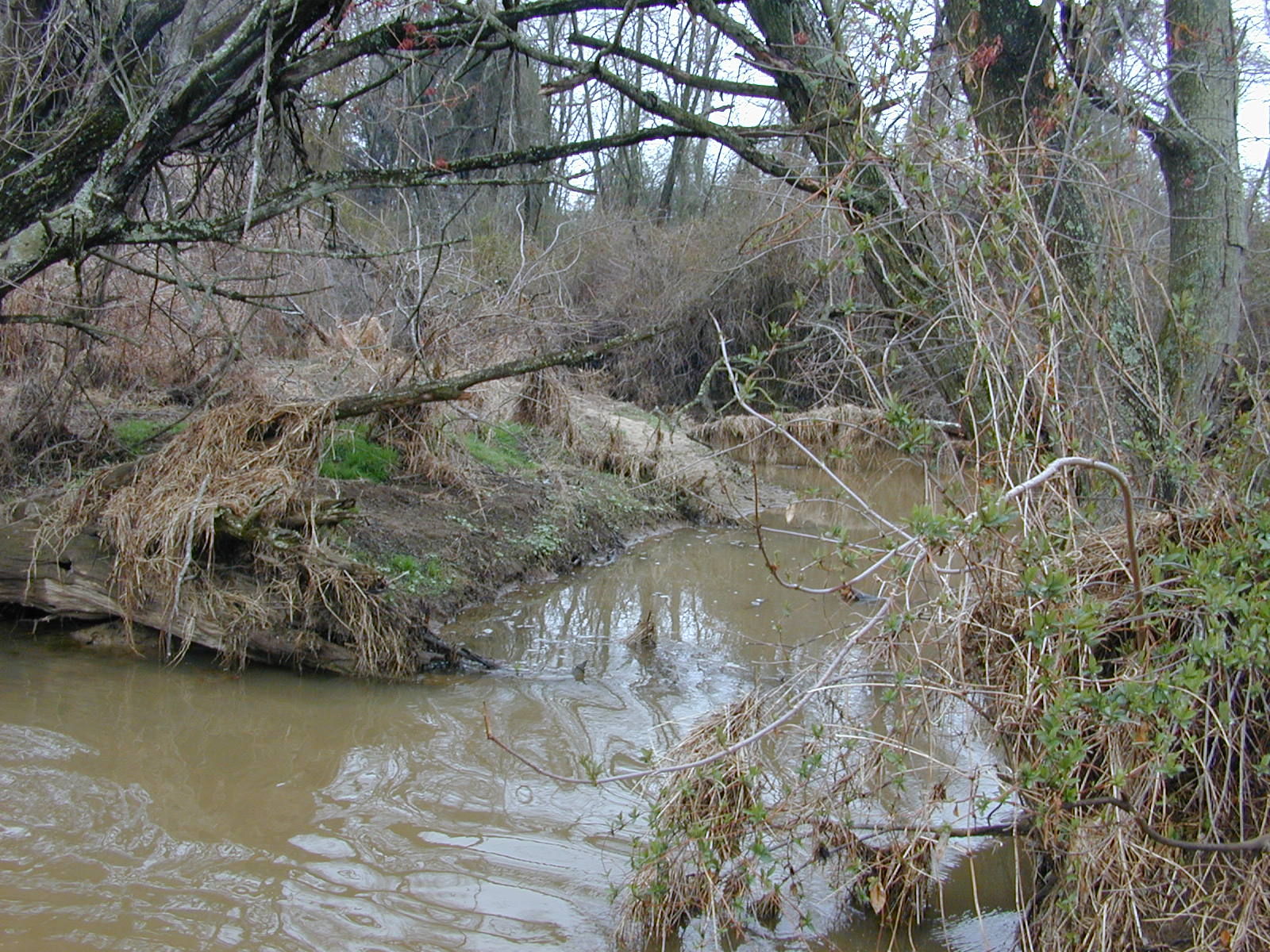 Field photo showing stream conditions at site UPCR-102-R-2004-2
