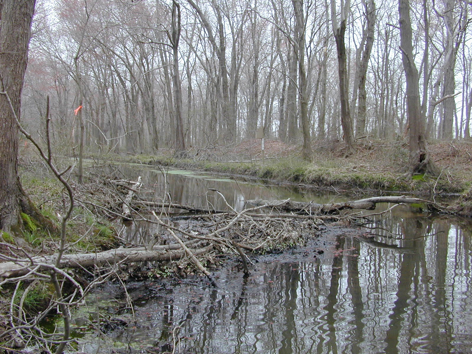 Field photo showing stream conditions at site UPCR-112-R-2004-2