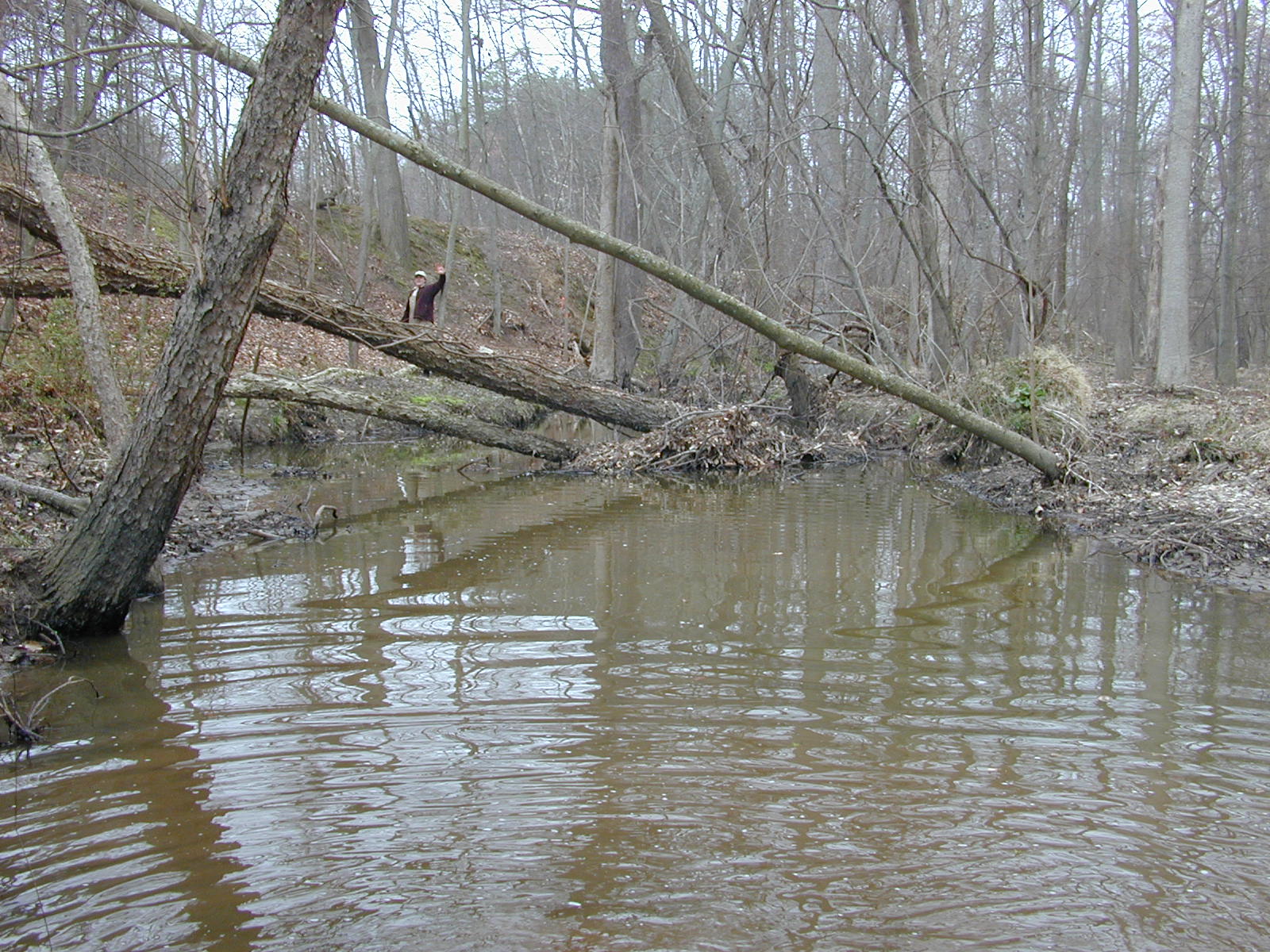 Field photo showing stream conditions at site UPCR-115-R-2004-1