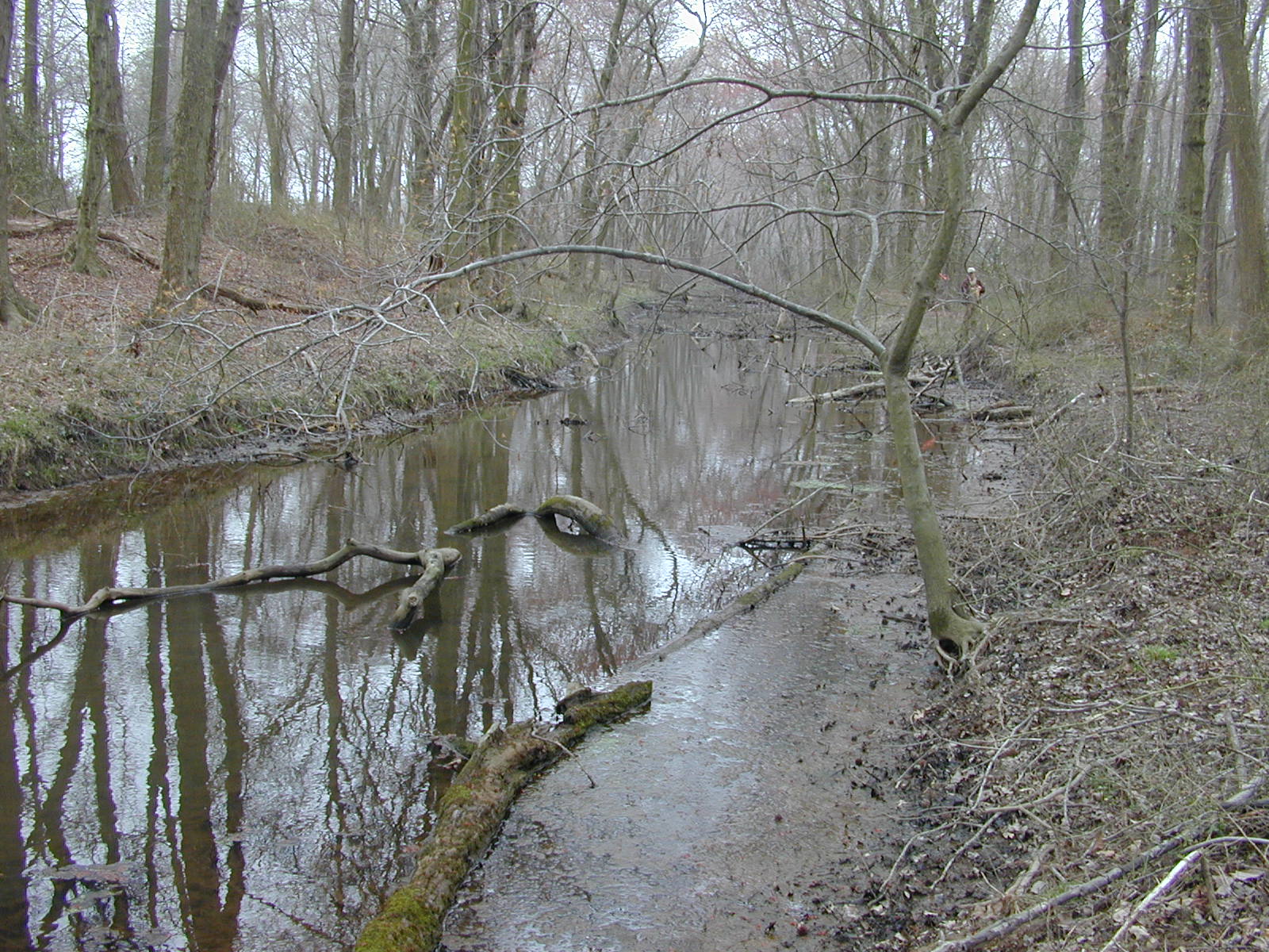 Field photo showing stream conditions at site UPCR-116-R-2004-1