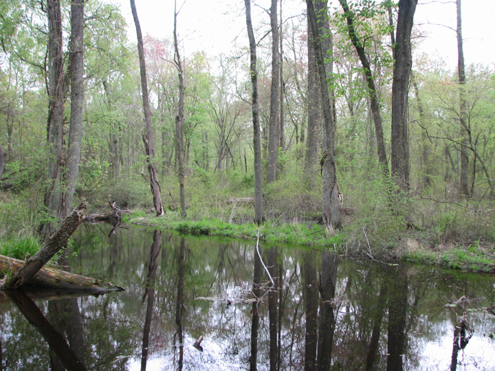 Field photo showing stream conditions at site UPCR-201-A-2008-1