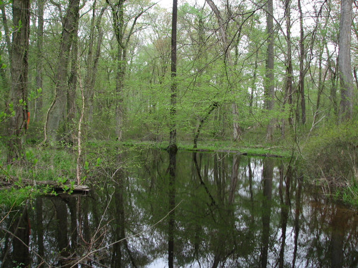 Field photo showing stream conditions at site UPCR-201-A-2008-2