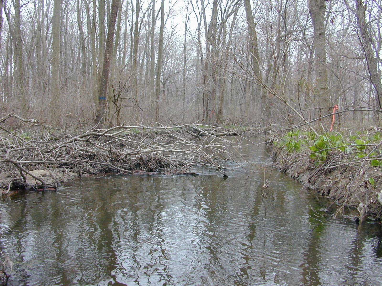 Field photo showing stream conditions at site UPCR-214-R-2004-2