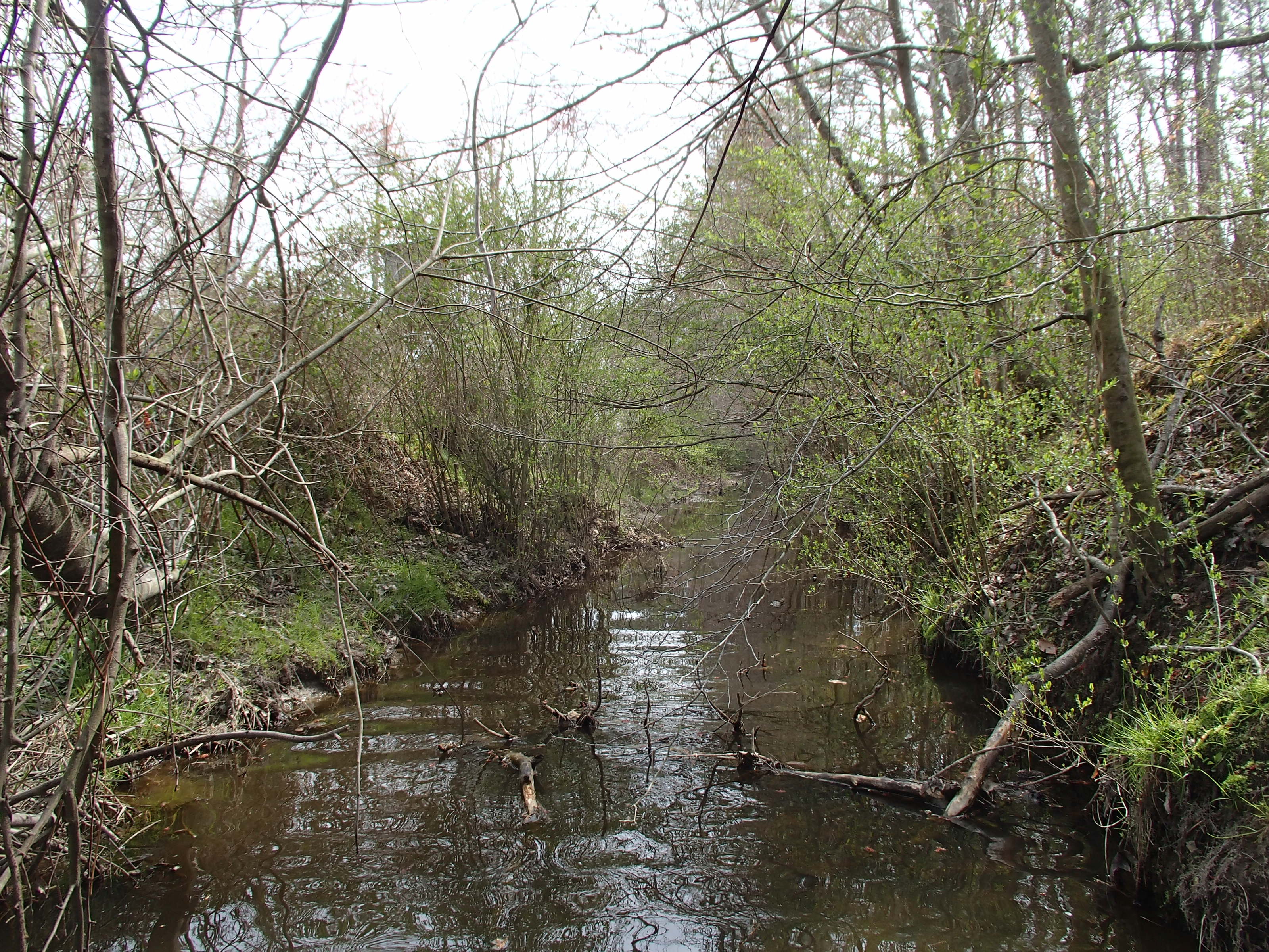 Field photo showing stream conditions at site UPPC-106-R-2015_Midpoint-looking-upstream