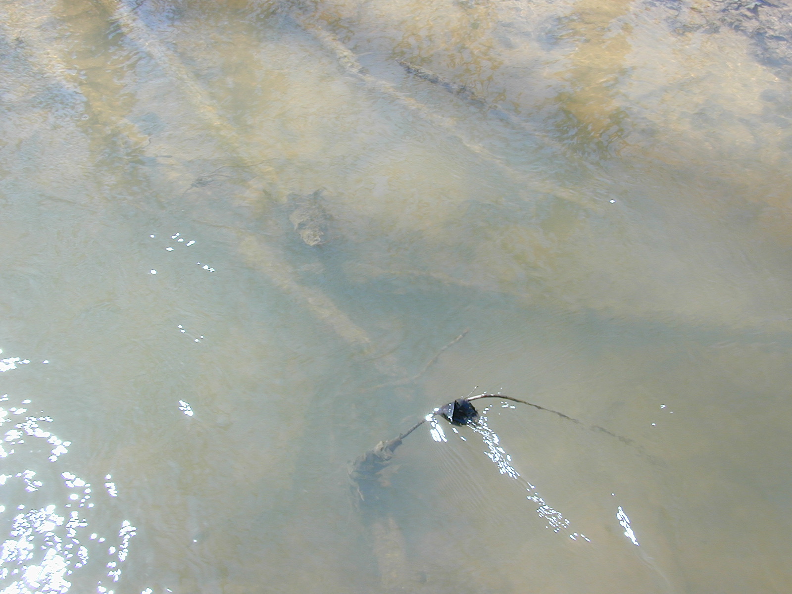 Field photo showing stream conditions at site WCHE-086-S-2001-163