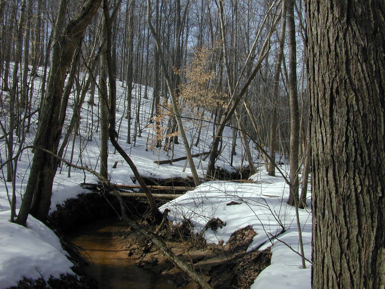 Field photo showing stream conditions at site WCHE-114-R-2003-0800