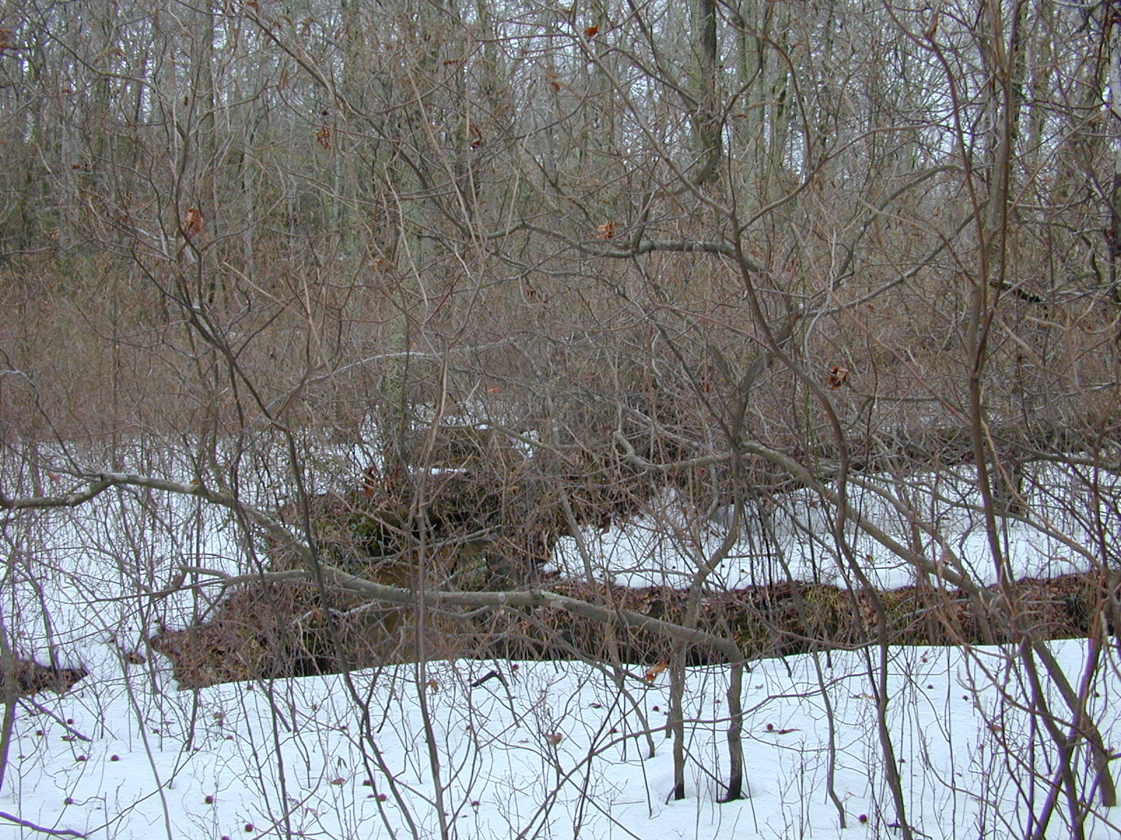 Field photo showing stream conditions at site WCHE-119-R-2003-0818