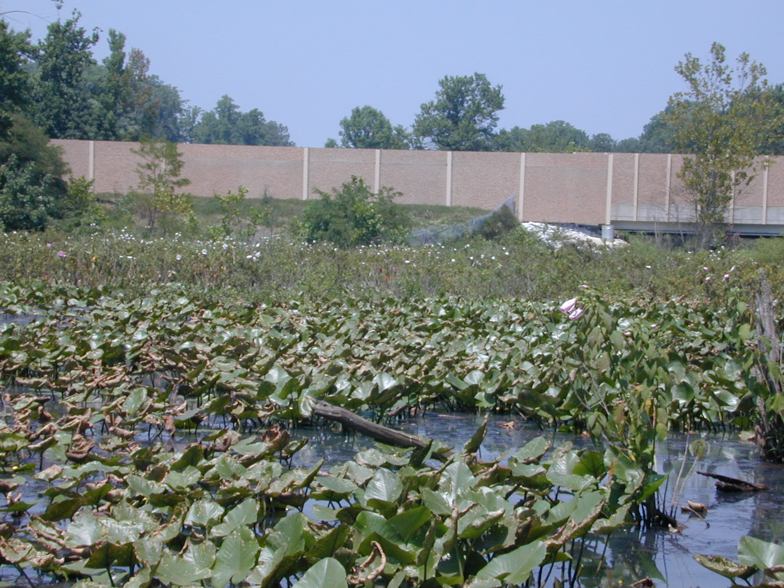 Field photo showing stream conditions at site WEBR-104-R-2001-36