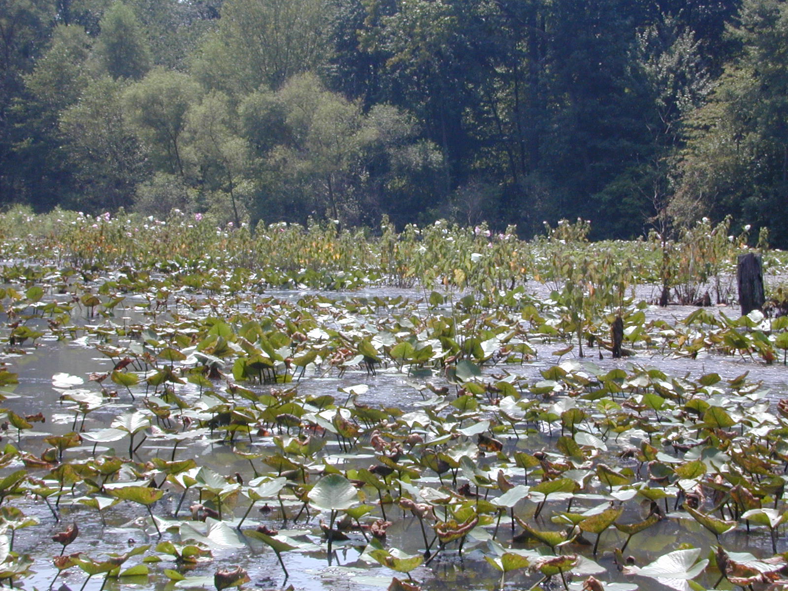 Field photo showing stream conditions at site WEBR-104-R-2001-37