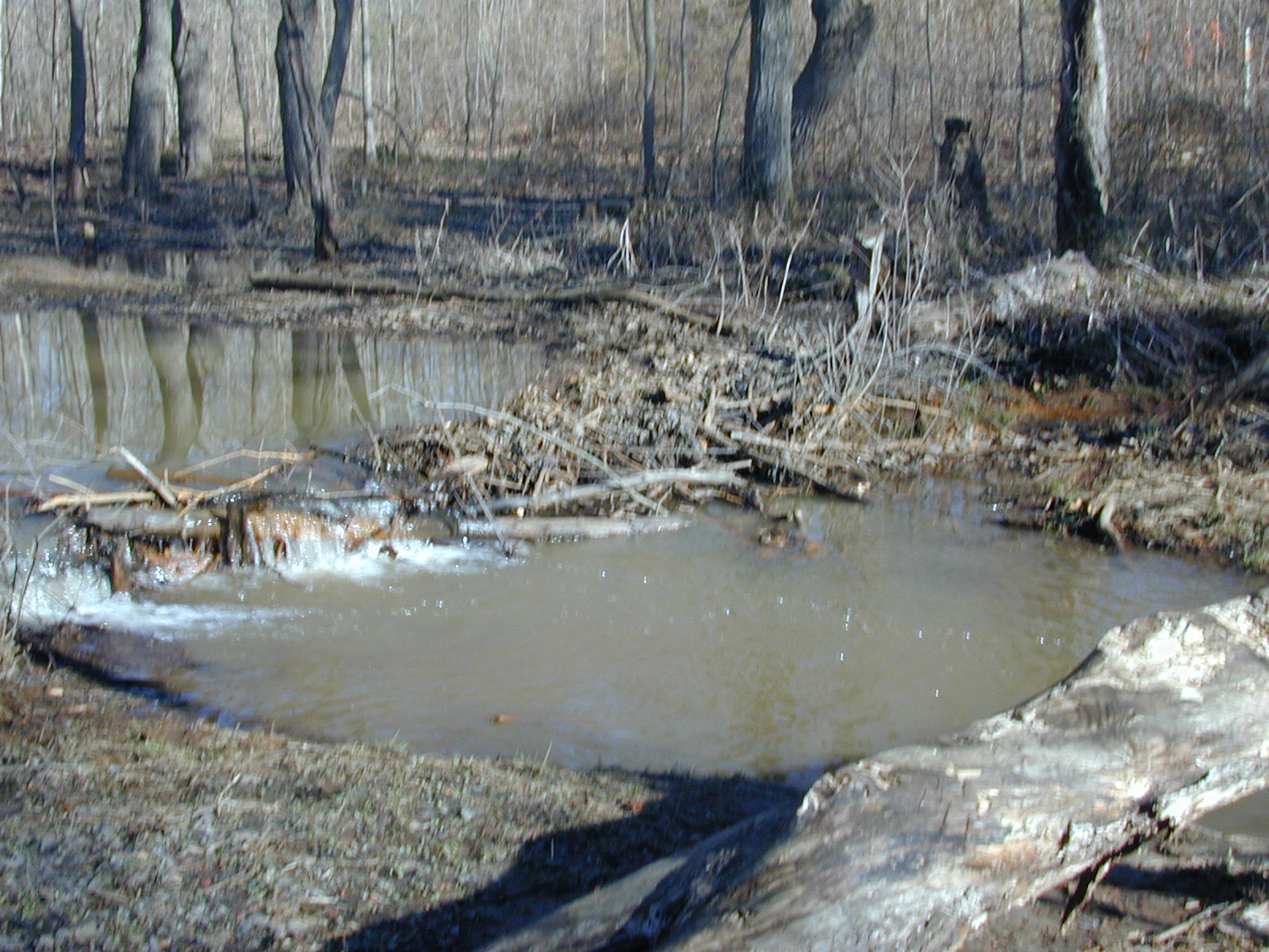 Field photo showing stream conditions at site WEBR-107-R-2001-28