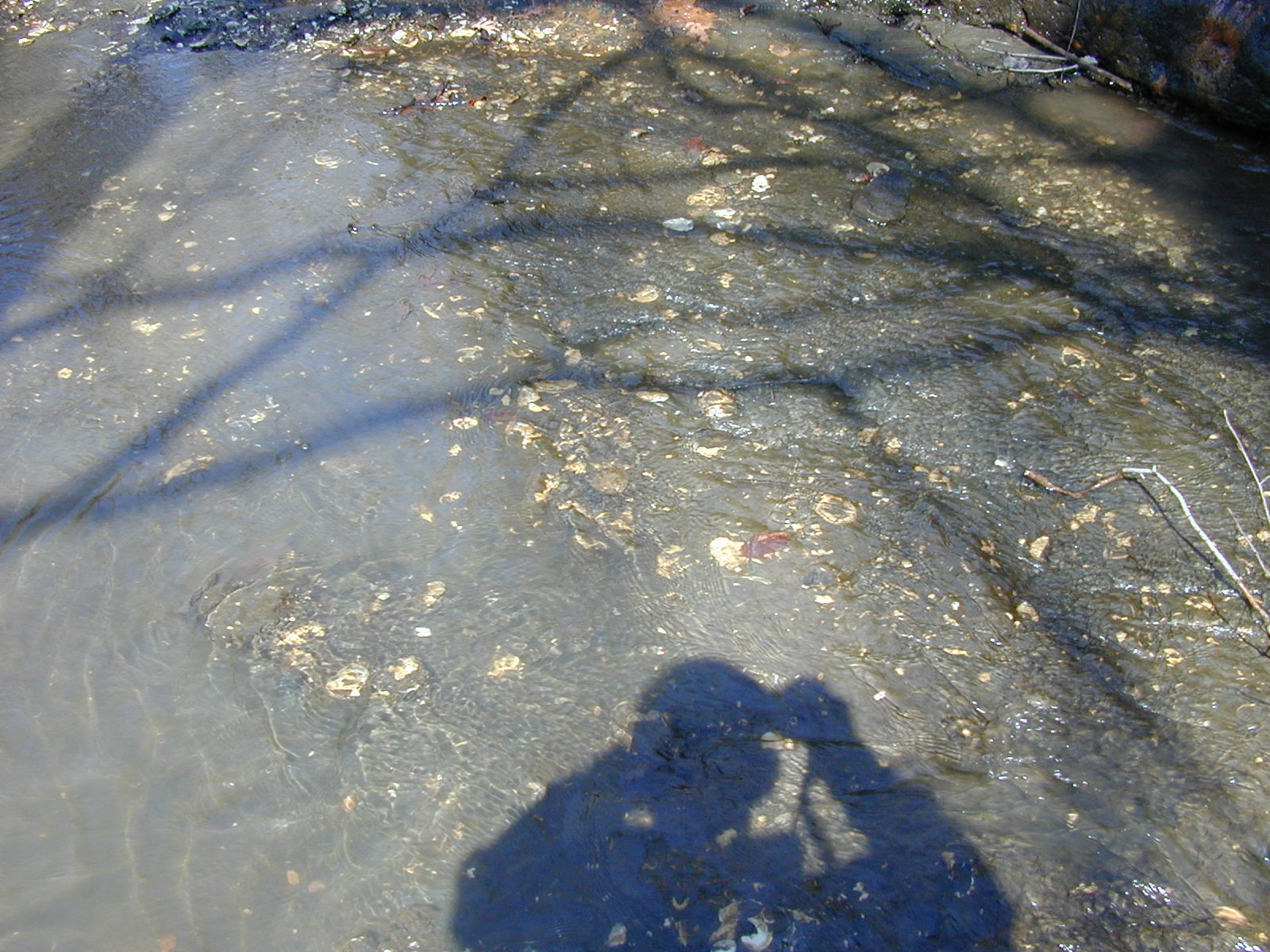 Field photo showing stream conditions at site WEBR-110-R-2001-158