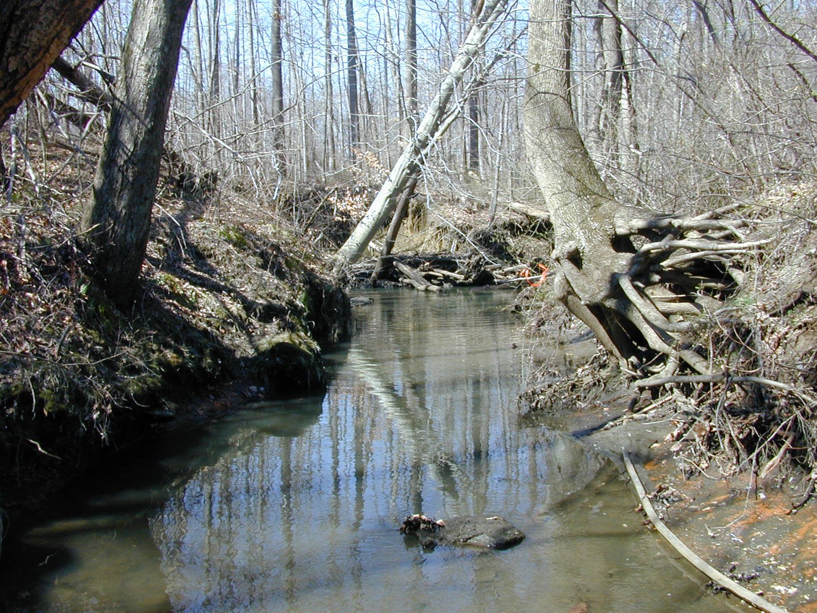 Field photo showing stream conditions at site WEBR-110-R-2001-159